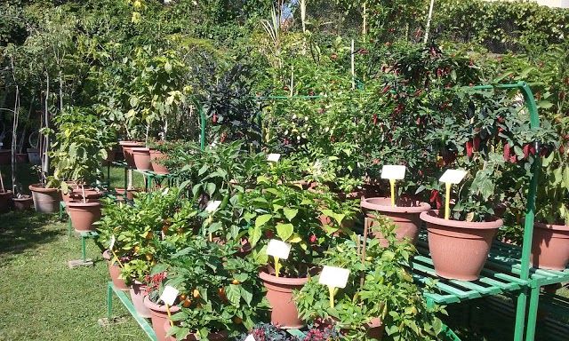 Herbier et musée botanique de l'université de Bologne